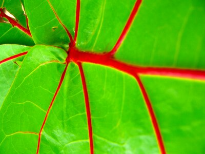 Leaf exotic flora