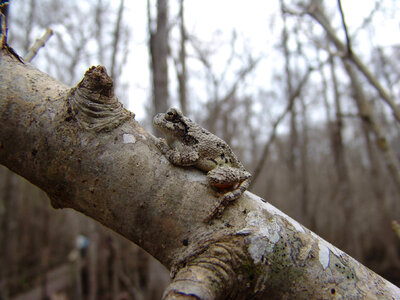 Tree frog sitting on a branch photo