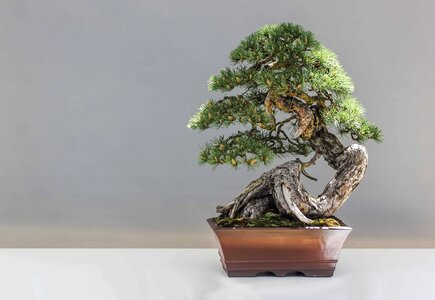 Bonsai flora landscape