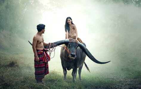 Cattle cows longhorn