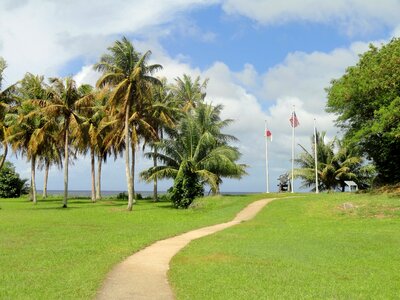 Palms palm trees grass photo