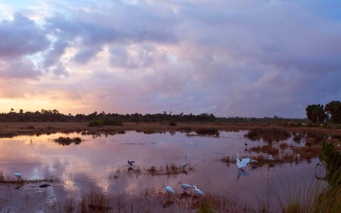 Merrit Island National Wildlife Refuge