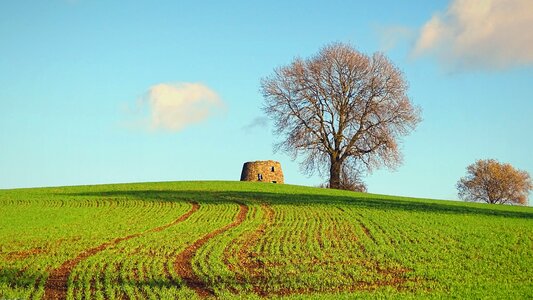 Trees windmill grass photo