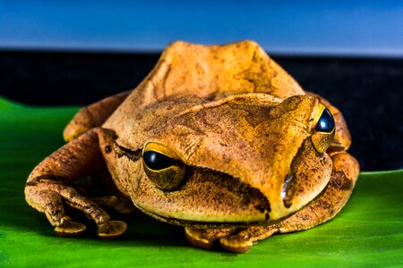 Anuran frog amphibians