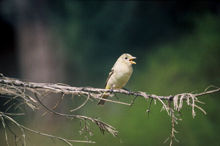 Western Tanager-1 photo
