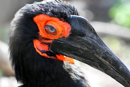 Black beak black pen winged