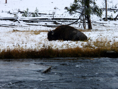 Resting Buffalo near the river at Yellowstone National Park, Wyoming photo