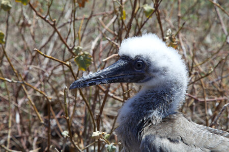 Juvenile Red-footed Booby on Laysan Island-7 photo