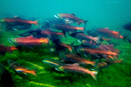  Sockeye Salmon-1