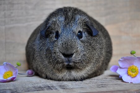 Black and white black and cream agouti