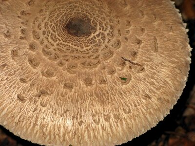 Agaric flora mushroom photo