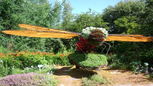 Garden plant flowers