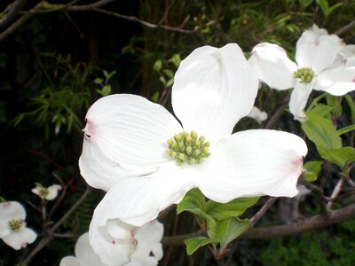 Bush blossom bloom photo