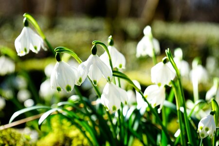 Bloom white forest photo