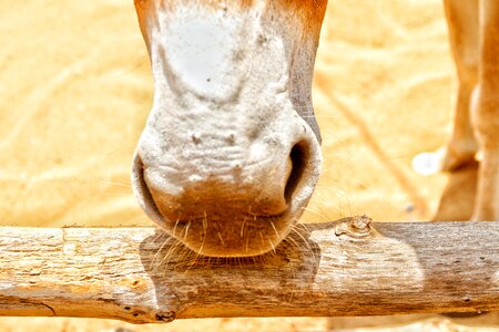 Donkey's nose photo