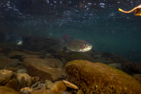 Rainbow trout-1 photo