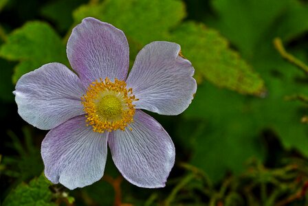Botanical mauve bloom