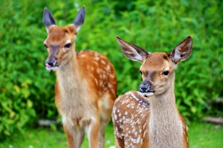 Animal beautiful photo brown