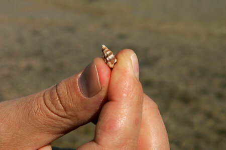 Seashell collected on the beach
