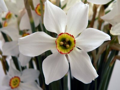 Nature plant floral