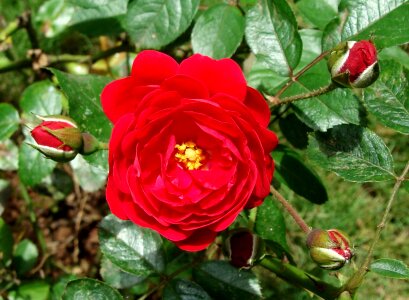 Bloom red india