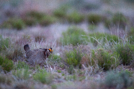 Lesser Prairie-Chicken-9 photo