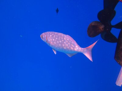 Marine underwater animal photo