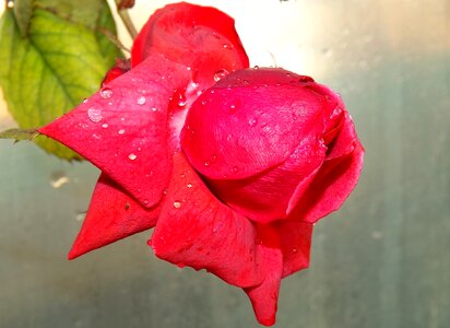 Flower petals drops photo