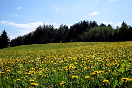 Summer yellow flower