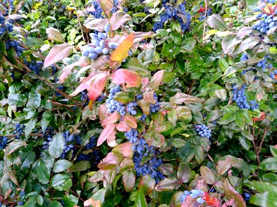Branch environment flora