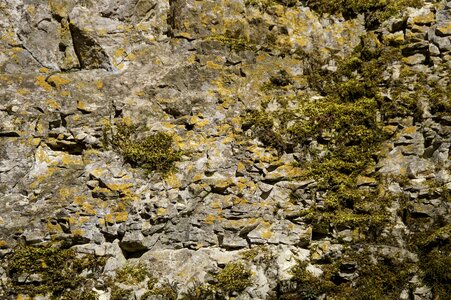 Moss fouling overgrown photo