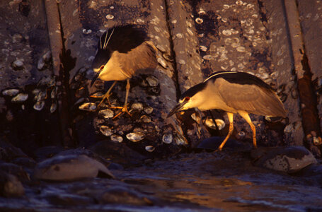 Black Crowned Night Herons