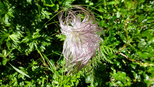 Wild flower plant close up