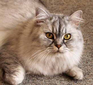 Animal cat claw