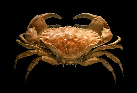 Toothed rock crab - Cancer bellianus photo