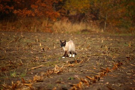 Agriculture animal cat photo