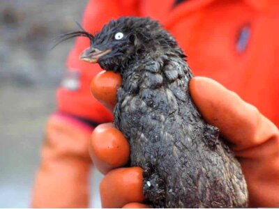 Aethia Cristatella bird hands
