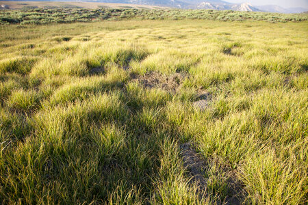 Sierra Nevada high alpine meadow-2 photo