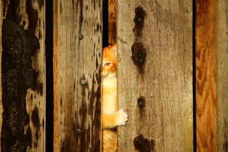 Hiding place red mackerel tabby red cat photo