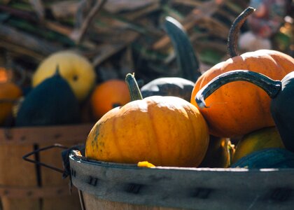 Autumn autumn season barrels