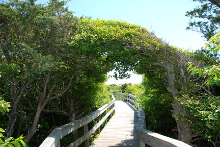 Sunken Forest Fire Island National Seashore