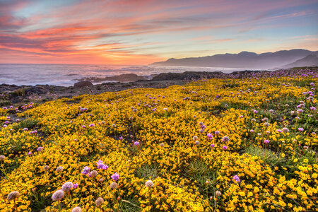 Shoreline Landscape with yellow flowers with dusk sky in California photo