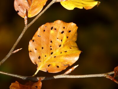 Winter moth beech leaf leaf