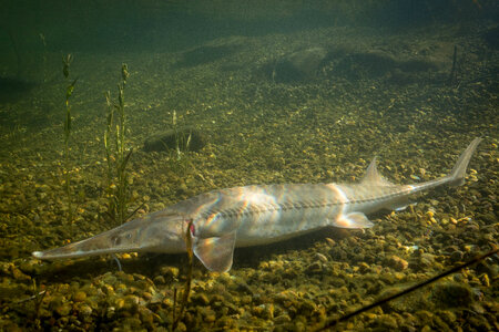 Pallid Sturgeon-1