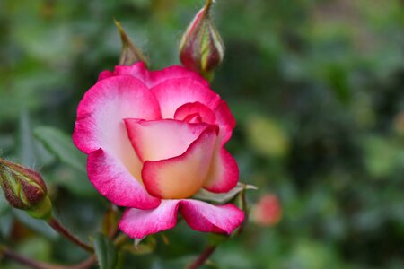 Details horticulture roses