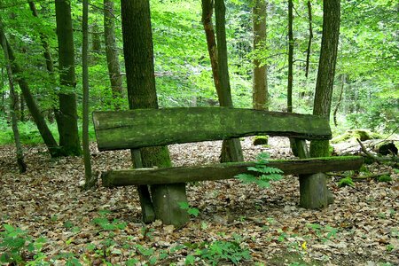 Wooden bench bank seat forest photo
