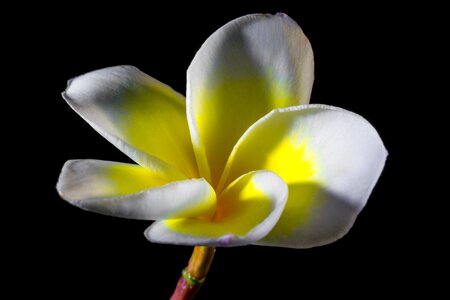 Blossom bloom white yellow
