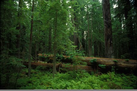 Forest habitat scenic photo