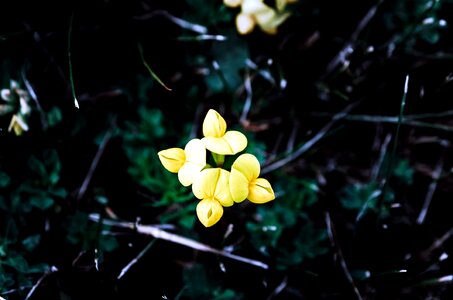 Beautiful bloom blooming photo