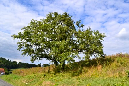 Field landscape summer
